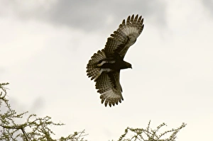 Long Crested Eagle, Meru National Park, KenyaAfrica, Kenya, Meru National Park Long Crested Eagle, Meru National Park, KenyaAfrica, Kenya, Meru National Park