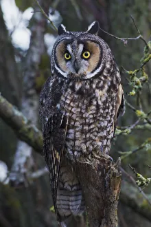 <b class=qtipBold><figcaption>Long-eared Owl</figcaption></b><br><em>© Ken Archer / DanitaDelimont.com</em> Long-eared Owl