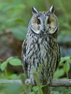 Long-eared owl. Enclosure in the Bavarian Forest National Park, Germany, Bavaria Long-eared owl. Enclosure in the Bavarian Forest National Park, Germany, Bavaria