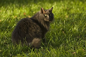 Long-haired cat sitting in the grass Florida backyard Long-haired cat sitting in the grass Florida backyard