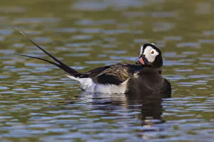 <b class=qtipBold><figcaption>Long-tailed Duck (drake)</figcaption></b><br><em>© Ken Archer / DanitaDelimont.com</em> Long-tailed Duck (drake)