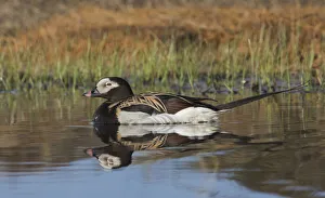 Long-tailed Duck, drake in arctic tundra pond Long-tailed Duck, drake in arctic tundra pond