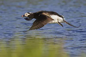 <b class=qtipBold><figcaption>Long-tailed Duck Taking Flight</figcaption></b><br><em>© Ken Archer / DanitaDelimont.com</em> Long-tailed Duck Taking Flight