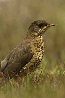 Long-tailed Meadowlark or Military Starling (Sturnella loyca falklandica) in colorful Long-tailed Meadowlark or Military Starling (Sturnella loyca falklandica) in colorful