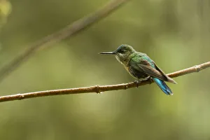 Long-tailed Sylph (Aglaiocercus kingi) female, Cloud forest, Tapichalaca Reserve Long-tailed Sylph (Aglaiocercus kingi) female, Cloud forest, Tapichalaca Reserve