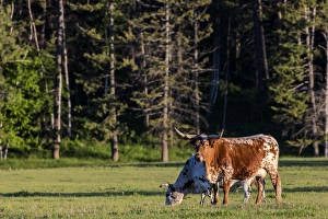 Longhorn cattle in lush pasture near Whitefish, Montana, uSA Longhorn cattle in lush pasture near Whitefish, Montana, uSA