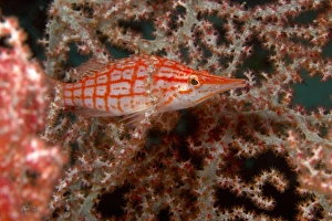 Longnose Hawkfish (Oxycirrhites typus) Banda Sea, Indonesia (RF) Longnose Hawkfish (Oxycirrhites typus) Banda Sea, Indonesia (RF)