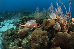 Longspine squirrelfish (Holocentrus rufus) Coral Reef Island, Belize Barrier Reef Longspine squirrelfish (Holocentrus rufus) Coral Reef Island, Belize Barrier Reef