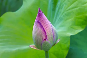 <b class=qtipBold><figcaption>Lotus bud, Fujian Province, China</figcaption></b><br><em>© Keren Su / DanitaDelimont.com</em> Lotus bud, Fujian Province, China