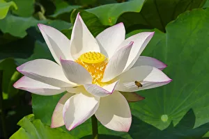<b class=qtipBold><figcaption>Lotus flower, Kyoto, Japan</figcaption></b><br><em>© Keren Su / DanitaDelimont.com</em> Lotus flower, Kyoto, Japan