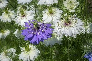 <b class=qtipBold><figcaption>Love-in-a-mist flowers, USA</figcaption></b><br><em>© Lisa Engelbrecht / DanitaDelimont.com</em> Love-in-a-mist flowers, USA