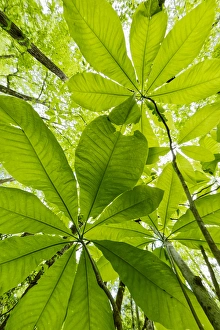 Low angle upward view beneath Umbrella Magnolia trees in spring, Great Smoky Mountains Low angle upward view beneath Umbrella Magnolia trees in spring, Great Smoky Mountains