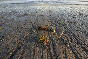 Images Dated 12th August 2007: Low tide at sunrise. Lands End. Homer. Alaska