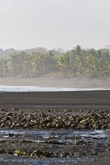 Lowland rainforest skirts the edge of a sandy beach along Corcovado National Park Lowland rainforest skirts the edge of a sandy beach along Corcovado National Park