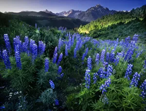 Lupine on Dallas divide with distant my snaffles near Telluride in the Colorado Rocky Lupine on Dallas divide with distant my snaffles near Telluride in the Colorado Rocky