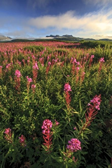 Lupine field. McNeil River State Game Sanctuary and refuge. Alaska Peninsula. Alaska Lupine field. McNeil River State Game Sanctuary and refuge. Alaska Peninsula. Alaska