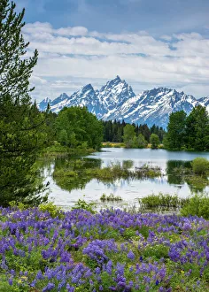 Lupine flowers with the Teton Mountains in the background Lupine flowers with the Teton Mountains in the background