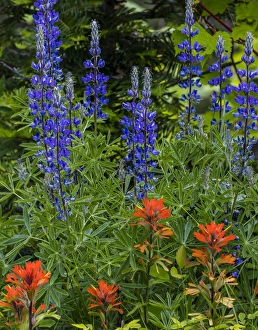 Lupine and Indian Paintbrush wildflowers carpet the forest floor in the Stillwater Lupine and Indian Paintbrush wildflowers carpet the forest floor in the Stillwater