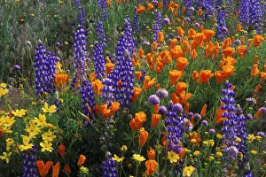 Lupines, coreopsis (Coreopsis californica), and California poppies (Eschscholzia Lupines, coreopsis (Coreopsis californica), and California poppies (Eschscholzia