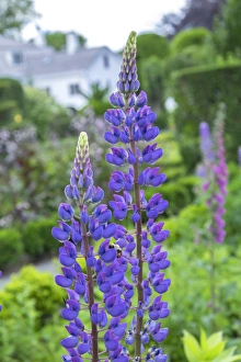 <b class=qtipBold><figcaption>Lupines, USA</figcaption></b><br>Lupines, Usa<br><em>© Lisa Engelbrecht / DanitaDelimont.com</em> Lupines, USA