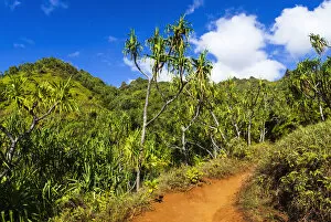 Lush vegitation along the Kalalau Trail on the Na Pali Coast, Island of Kauai, Hawaii USA