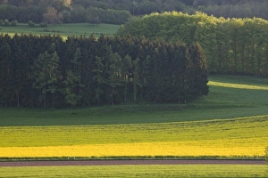 Luxembourg, Ettelbruck. Mustard field in the spring Luxembourg, Ettelbruck. Mustard field in the spring
