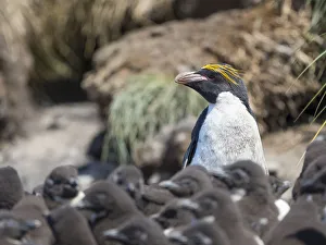 Eudyptes Chrysocome Gallery: Macaroni Penguin in colony of Southern Rockhopper Penguins on Bleaker Island, Falkland Islands