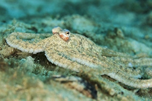Macro photograph of an Atlantic Longarm Octopus near the Blue Heron Bridge, Palm Beach Macro photograph of an Atlantic Longarm Octopus near the Blue Heron Bridge, Palm Beach