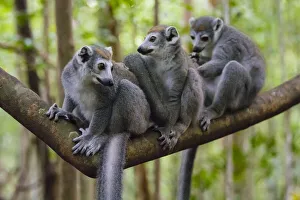 Madagascar, Ankarana, Ankarana Reserve. Crowned lemurs Madagascar, Ankarana, Ankarana Reserve. Crowned lemurs