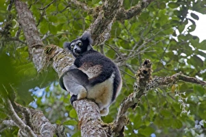 Madagascar, Perinet Forest. An Indri (Indri indri), the largest of the lemurs Madagascar, Perinet Forest. An Indri (Indri indri), the largest of the lemurs