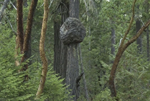 Images Dated 10th September 2006: Madrona Trees (Arbutus menziesii), Little Qualicum Falls Provincial Park, Vancouver Island