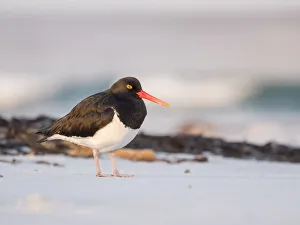 Magellanic Oystercatcher, Falkland Islands, Sea Lion Island Magellanic Oystercatcher, Falkland Islands, Sea Lion Island