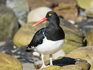 Magellanic Oystercatcher (Haematopus leucopodus), Falkland Islands, Carcass Island Magellanic Oystercatcher (Haematopus leucopodus), Falkland Islands, Carcass Island