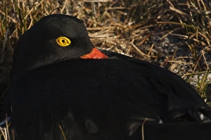 Magellanic Oystercatcher (Haematopus leucopodus) sitting on a nest on Sea Lion Island Magellanic Oystercatcher (Haematopus leucopodus) sitting on a nest on Sea Lion Island