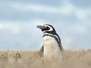 South Atlantic Gallery: Magellanic Penguin, Falkland Islands