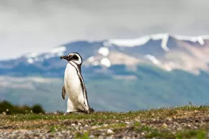 Images Dated 1st December 2008: Magellanic Penguin with mountainous background
