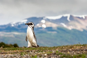 Magellanic Penguin with mountainous background Magellanic Penguin with mountainous background