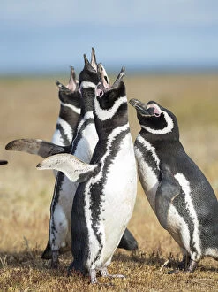 Malvinas Gallery: Magellanic Penguin social interaction and behavior in a group, Falkland Islands