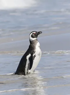 Magellanic Penguin (Spheniscus magellanicus), on beach leaving the ocean. South America Magellanic Penguin (Spheniscus magellanicus), on beach leaving the ocean. South America