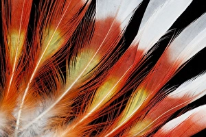 Major Mitchell Cockatoo crown feather pattern Major Mitchell Cockatoo crown feather pattern
