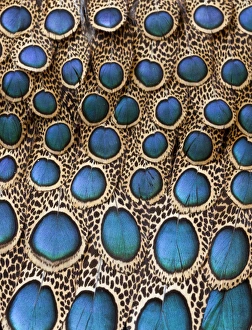 Malay Peacock Pheasant feathers with blue circles Malay Peacock Pheasant feathers with blue circles