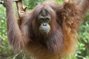 Images Dated 7th March 2012: Malaysia, Borneo, Sabah, Kota Kinabalu, Lok Kawi Wildlife Park. Mature Bornean Orangutan (Captive)