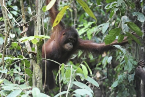Malaysia, Borneo, Sepilok, Orangutan in the rainforest Malaysia, Borneo, Sepilok, Orangutan in the rainforest
