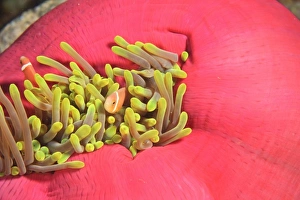 Maldivian Endemic Anemonefish (Ampiprion nigripes) in Giant Indo Pacific Sea Anemone Maldivian Endemic Anemonefish (Ampiprion nigripes) in Giant Indo Pacific Sea Anemone