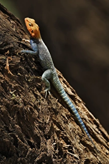 Male Agama Lizard, Samburu National Game Reserve, Kenya; Africa Male Agama Lizard, Samburu National Game Reserve, Kenya; Africa