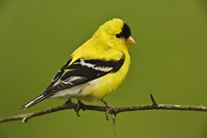 Male American Goldfinch in breeding plumage, Carduelis tristis Male American Goldfinch in breeding plumage, Carduelis tristis