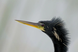 Images Dated 26th April 2011: Male anhinga, Anhinga anhinga, Viera wetlands, Florida