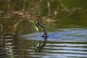 Male Anhinga in breeding plumage swimming with nesting material, Venice, Florida Male Anhinga in breeding plumage swimming with nesting material, Venice, Florida