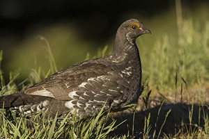 Male blue grouse at the National Bison Range near Moiese, Montana, USA Male blue grouse at the National Bison Range near Moiese, Montana, USA