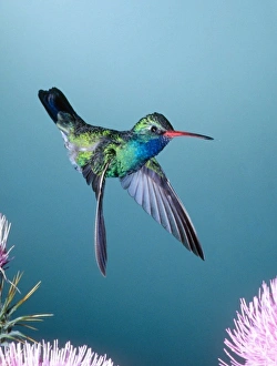 Male Broadbill Hummingbird, Cynanthus latirostris, South Eastern Arizona Male Broadbill Hummingbird, Cynanthus latirostris, South Eastern Arizona